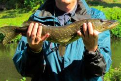 Pêche au brochet