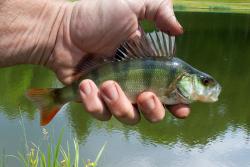 Pêche à la perche